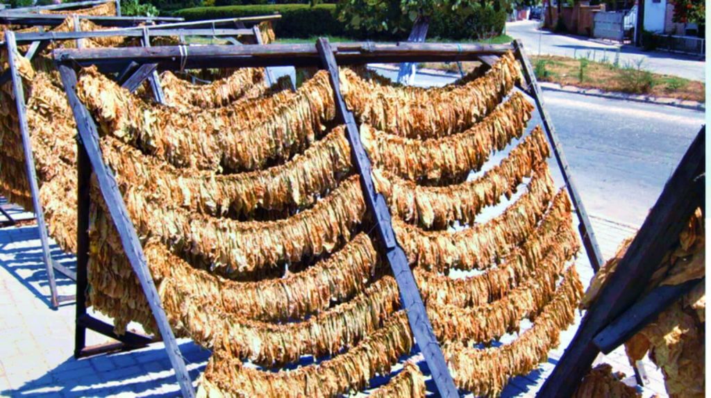 Посмотрите на проверенное временем зрелище традиционной сушки табака в самом сердце Турции