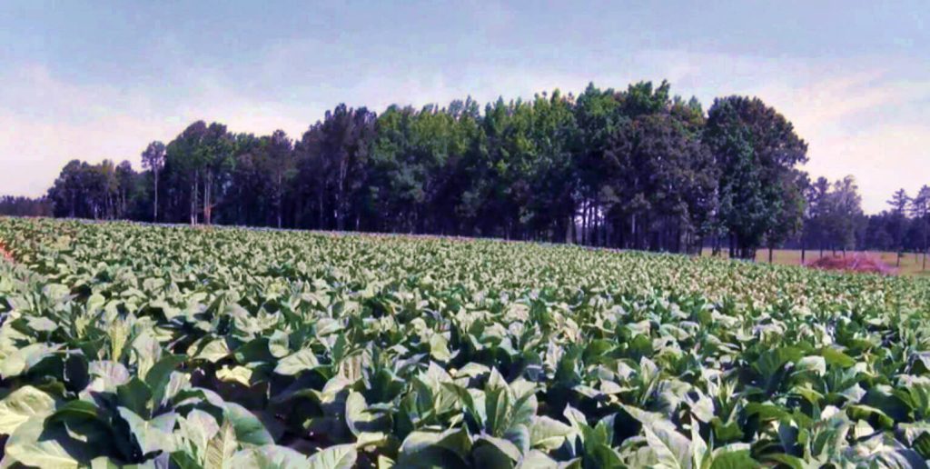 Панорамный вид на процветающую табачную ферму в Вирджинии.
